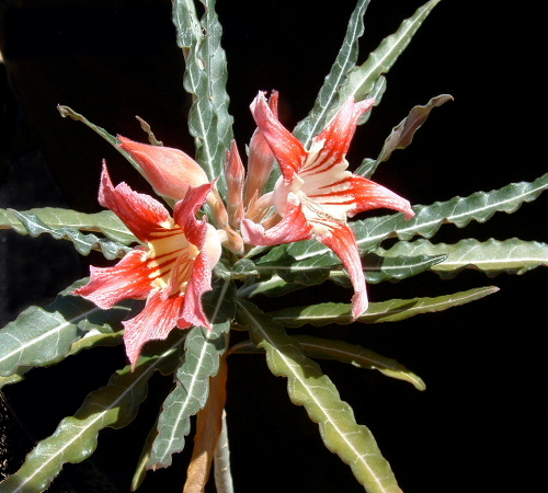 "Somalense Var. Crispum"